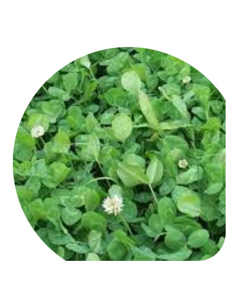 Ďatelina biela Trifolium repens ssp. Hollandicum 100 g